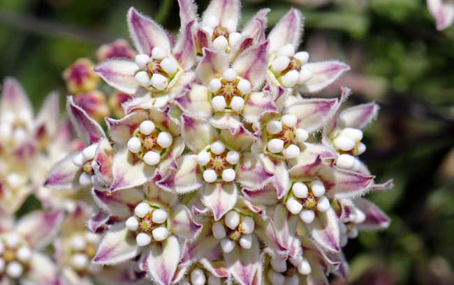 Sarcostemma cynanchoides, Fringed Twinevine, Southwest Desert Flora